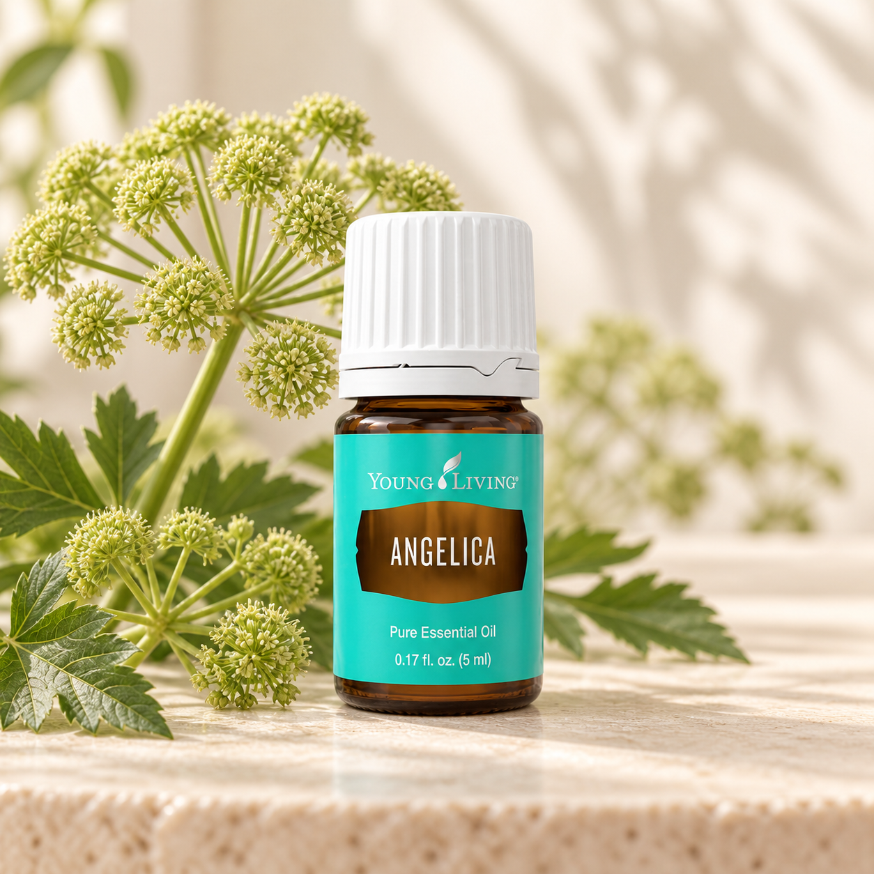 Angelica, 5 Ml